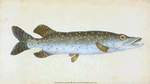 Common Pike, Esox Lucius