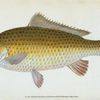Carp, Cyprinus Carpio