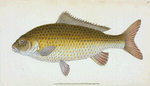 Carp, Cyprinus Carpio