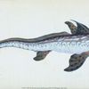 Sea Monster, Chimera Monstrosa