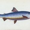 Salvelian Charr, Salmo Salvelinus