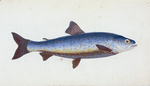 Salvelian Charr, Salmo Salvelinus