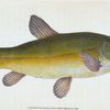 Tench, Cyprinus Tinca