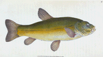 Tench, Cyprinus Tinca