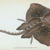 Starry Ray, Raja Radiata