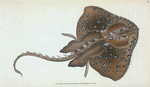 Starry Ray, Raja Radiata