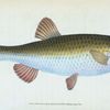 Chub, Cyprinus Jeses