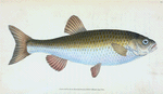 Chub, Cyprinus Jeses