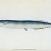 Saury, or Skipper Pike, Esox saurus