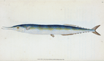Saury, or Skipper Pike, Esox saurus