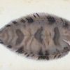 Variegated Sole, Pleuronectes Variegatus