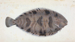 Variegated Sole, Pleuronectes Variegatus