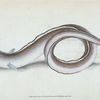 Conger Eel, Muræna Conger