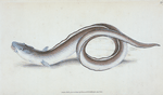 Conger Eel, Muræna Conger