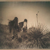 Harvesting mescal, Apache.