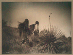 Harvesting mescal, Apache.