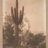 The Sahuaro harvest, Pima.