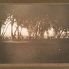 Under the cottonwoods.