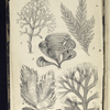 1. Chylocladia articulata; 2. Ectocarpus siliculosus; 3. Padina pavonia, Peacock's tail; 4. Porphyra laciniata, Purple Laver, or Sloke; 5. Dictyota dichotoma