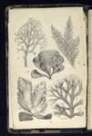 1. Chylocladia articulata; 2. Ectocarpus siliculosus; 3. Padina pavonia, Peacock's tail; 4. Porphyra laciniata, Purple Laver, or Sloke; 5. Dictyota dichotoma