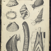 1. Trochus ziziphinus, Pearly Top; 2. Littorina littoralis , Periwinkle; 3.  Patella vulgaris, Ditto showing under-side; 4. Purpura lapillus; 5. Scalaria communis, Common Wentletrap; 6. Cardium edule, Common Cockle; 7. Solen ensis, Razor-shell; 8. Mytilus edulis, Mussel; 9. Pholas dactylus