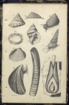 1. Trochus ziziphinus, Pearly Top; 2. Littorina littoralis , Periwinkle; 3.  Patella vulgaris, Ditto showing under-side; 4. Purpura lapillus; 5. Scalaria communis, Common Wentletrap; 6. Cardium edule, Common Cockle; 7. Solen ensis, Razor-shell; 8. Mytilus edulis, Mussel; 9. Pholas dactylus