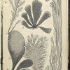 1. Corallina officinalis, Common Coraline. A portion of frond, with terminal ceramidium; 2. Cladopotr arcta; 3. Enteromorpha compressa,  Sea Grass; 4. Iridæa edulis, Dulse, or dillosk; 5. Nitophullum punctatum