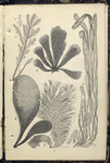 1. Corallina officinalis, Common Coraline. A portion of frond, with terminal ceramidium; 2. Cladopotr arcta; 3. Enteromorpha compressa,  Sea Grass; 4. Iridæa edulis, Dulse, or dillosk; 5. Nitophullum punctatum