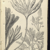 1. Laminaria digitata, Tangle; 2. Fucus serratus, Notched wrack; 3. Bryopsis  plumosa; 4. Delesseria hypoglossum
