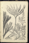 1. Laminaria digitata, Tangle; 2. Fucus serratus, Notched wrack; 3. Bryopsis  plumosa; 4. Delesseria hypoglossum