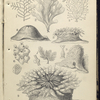 1. Sertularia filicula; 2. Flustra foliacea; 3. Coryne pusilla; 4. Actinia mesembryathemum; 5. Ditto; 6. Lepralia ciliata; 7. Cellularia avicularis; 8. Alcyonium digitatum; 9. Bunodes crassicornis