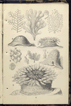 1. Sertularia filicula; 2. Flustra foliacea; 3. Coryne pusilla; 4. Actinia mesembryathemum; 5. Ditto; 6. Lepralia ciliata; 7. Cellularia avicularis; 8. Alcyonium digitatum; 9. Bunodes crassicornis
