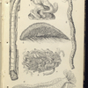 1. Serpula contortuplicata;  2. Tube of Terebella;  3. Teredo navalis, Ship-worm; 4. Aphrodite, or Halithea aculeata, Sea-mouse; 5. Sabella; 6. Holothuria, Sea-cucumber