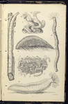 1. Serpula contortuplicata;  2. Tube of Terebella;  3. Teredo navalis, Ship-worm; 4. Aphrodite, or Halithea aculeata, Sea-mouse; 5. Sabella; 6. Holothuria, Sea-cucumber