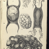 1. Egg of Skate; 2. Eggs of Pupura; 3. Egg-claster of Whelk; 4. Egg of Dog-fish; 5.  Egg-cluster of Serpia, or Cuttle