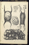 1. Egg of Skate; 2. Eggs of Pupura; 3. Egg-claster of Whelk; 4. Egg of Dog-fish; 5.  Egg-cluster of Serpia, or Cuttle