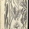 1. Fucus nodosus; 2. Zostera marina, Grass-wrack, or Alva;  3. Delesseria sanguinea; 4. Furcellatia fastigiata; 5. Chondrus crispus, Irish , ot Carrageen Moss; 6. Fucus vesiculosus, Bladder-wrack