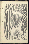 1. Fucus nodosus; 2. Zostera marina, Grass-wrack, or Alva;  3. Delesseria sanguinea; 4. Furcellatia fastigiata; 5. Chondrus crispus, Irish , ot Carrageen Moss; 6. Fucus vesiculosus, Bladder-wrack