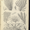 1. Griffithsia setacea. A fruit magnified; 2. Polysiphonia urceolata. A fruit magnified; 3. Plocamium coccineum. A portion magnified; 4. Rhodymenia bifida; 5. Ptilota plumosa; 6. Ulva latissima , Green Laver, or Sloke