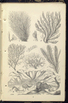 1. Griffithsia setacea. A fruit magnified; 2. Polysiphonia urceolata. A fruit magnified; 3. Plocamium coccineum. A portion magnified; 4. Rhodymenia bifida; 5. Ptilota plumosa; 6. Ulva latissima , Green Laver, or Sloke
