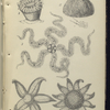 1. Caryophulli Smithii, Common Madrepore; 2. Echinus Sphære, Urchin, or Sea-egg; 3. Ophiocoma rosula, Brittle-star; 4. Uraster rubens, Five-finger star; 6. Solaster papposa, Sun -star