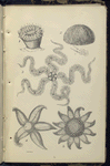 1. Caryophulli Smithii, Common Madrepore; 2. Echinus Sphære, Urchin, or Sea-egg; 3. Ophiocoma rosula, Brittle-star; 4. Uraster rubens, Five-finger star; 6. Solaster papposa, Sun -star