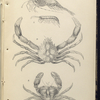 1. Pandalus annulicornis,Æsop Prawn; 2. Sandskipper; 3. Maia squinado, Spider-crab; 4. Portunus puber, Velvet swimming Crab, or Velvet Fiddler