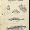 1. Æquorea, Medusa, or Jelly-fish; 2. Cydippe pileus, Beroe, ot Egg Jelly-fish; 3. Balanus, Acorn-shell, or Acorn-barnacle; 4. Doris ptilota, Naked -gilled Sea-slug; 5. Gobius unipunctatus, One-spotted Goby; 6. Blennius pholis Shanny