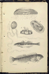 1. Æquorea, Medusa, or Jelly-fish; 2. Cydippe pileus, Beroe, ot Egg Jelly-fish; 3. Balanus, Acorn-shell, or Acorn-barnacle; 4. Doris ptilota, Naked -gilled Sea-slug; 5. Gobius unipunctatus, One-spotted Goby; 6. Blennius pholis Shanny