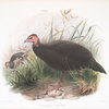 Phasidus Niger