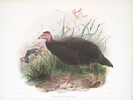 Phasidus Niger