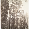 The Grizzly Giant and Mariposa Grove, 33 ft. diam.
