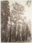 The Grizzly Giant and Mariposa Grove, 33 ft. diam.