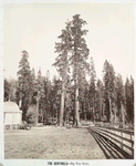 The Sentinels, Big Tree Grove.